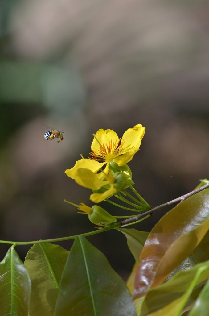 bee, flower, flower background